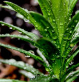 RAIN ON LEAVES