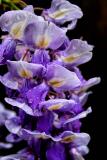 WISTERIA IN THE RAIN