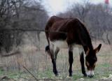 BROWN DONKEY