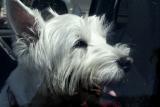 POOR POOCH HANGING OUT IN THE CAR