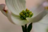 Dogwood Blossom