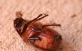BEETLE ON HIS BACK