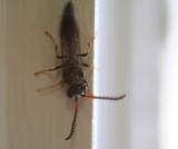 NOT SURE WHAT KIND OF BUG THIS IS BUT HES DEAD NOW
