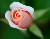 LITTLE ROSEBUD FROM MY GARDEN