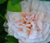 CLAUDIAS ROSE