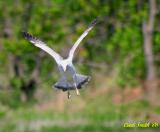 GULL