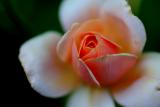 MY PEACH AND WHITE ROSE BUD