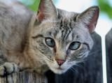 PUMA ON THE FENCE