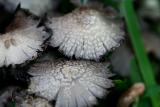 FUNGI