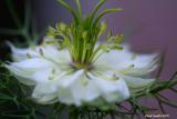 WILDFLOWER