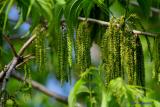 PECAN TREE DRAPES
