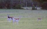 THEY ARE ANTELOPE AND DONT HAVE A CLUE WHY THEY ARE IN NORTH FORT WORTH