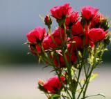 MY MINIATURE ROSES