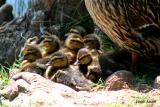 BABY QUACKERS