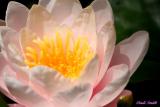 WATERLILLY