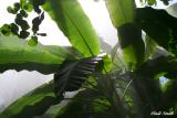 RAIN FOREST