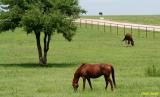 HORSES FEEDING