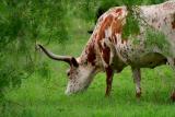 LONGHORN GRAZING