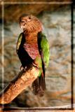 PARROT
