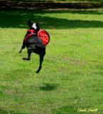 FRISBEE CATCHING POOCH