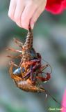 CRAWFISH, CRAWDADS, MUDBUGS...WHATEVER YOU WANT TO CALL THEM!