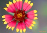 INDIAN BLANKET