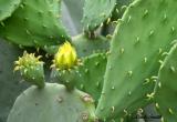 CACTUS FLOWER