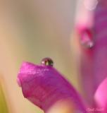 DROP ON A PORTULACA PETAL