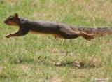 FLYING SQUIRREL