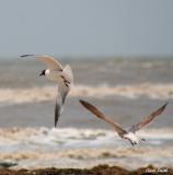 TWO DIFFERENT SEA GULLS ON THE SHORES OF THE GULF COAST