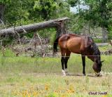 HORSE GRAZING NEAR A SNAPPED TREE