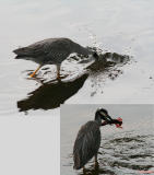 YELLOW CROWNED NIGHT HERON GETTING SOME LUNCH