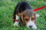 THIS IS THE CUTEST LITTLE BABY BEAGLE
