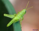 GREEN ON GREEN