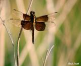 BRONZE DRAGONFLY