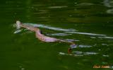 COTTON MOUTH SNAKE