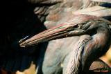 WHAT IS THAT ON MY BEAK???