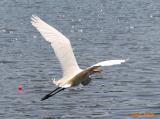 EGRET FLYING
