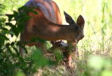 DOE AND HER BABY