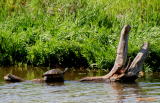 RIVER TURTLE SUNNING