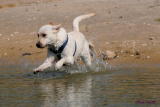 DOG RUNNING INTO THE WATER