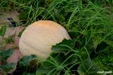 HOME GROWN CANELOPE
