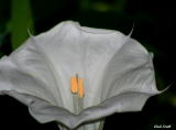 MOONFLOWER AT NIGHT