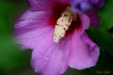 PURPLE ROSE OF SHARON