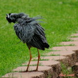 SHAKE SHAKE SHAKE, SHAKE SHAKE SHAKE, SHAKE YOUR BOOTIE, SHAKE YOUR BOOTIE