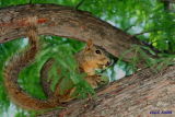 HAVING A SNACK