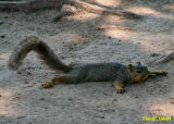 THIS SQUIRREL IS TRYING TO STAY COOL IN THE SHADE AND LAYING ON HIS BELLY!