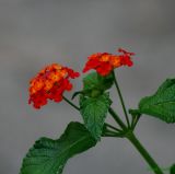 LANTANA