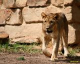 LION CUB SIX MONTHS OLD