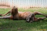 SLEEPING KANGAROO